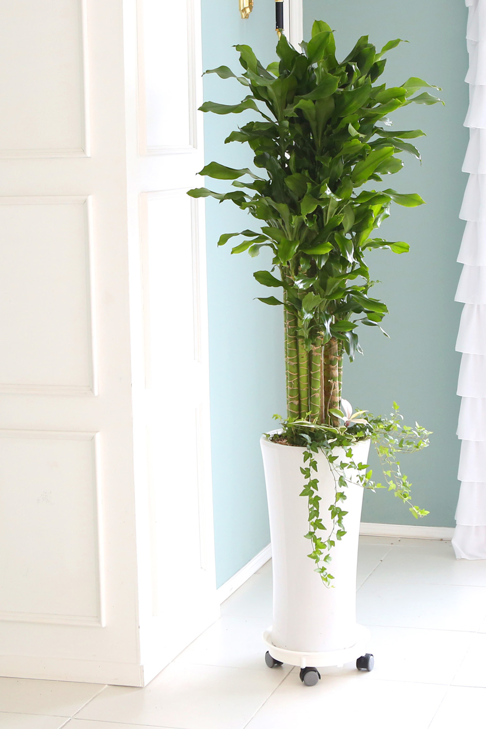 °³¾÷ÃàÇÏ´ëǥȺР - ´ë¹Ú³ª½Ã°í ¼º°øÇϼ¼¿ä ±ÝÀü¿îÀÇ È²±ÝÁ× ²ÉÁý ²É¹è´Þ