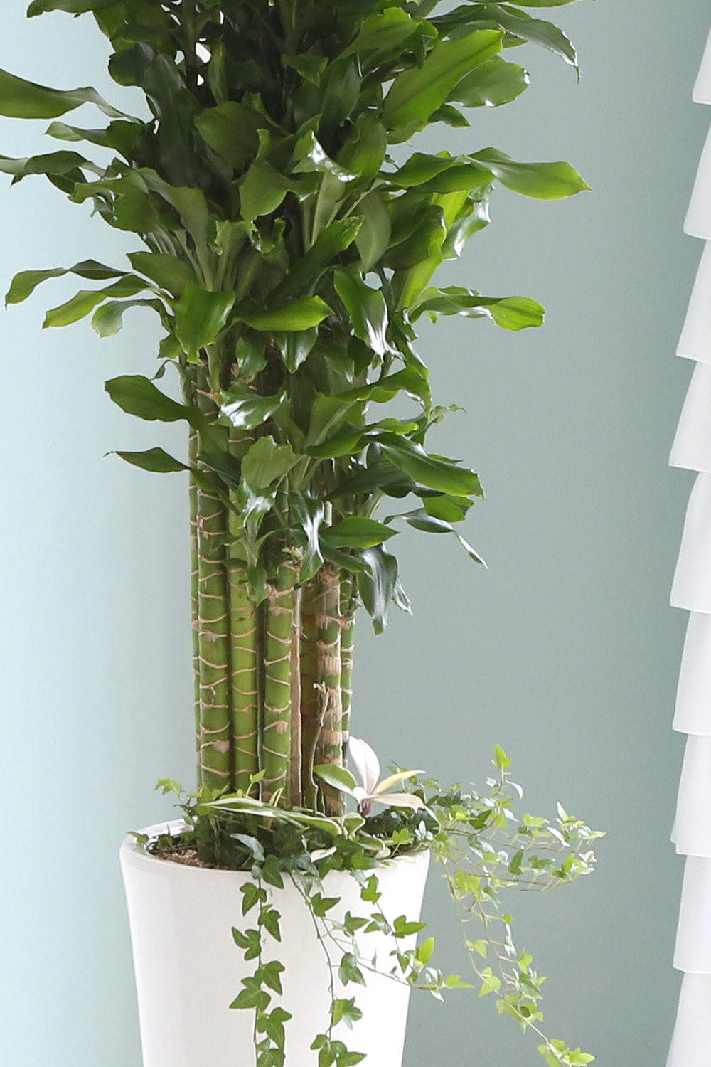 °³¾÷ÃàÇÏ´ëǥȺР - ´ë¹Ú³ª½Ã°í ¼º°øÇϼ¼¿ä ±ÝÀü¿îÀÇ È²±ÝÁ× ²ÉÁý ²É¹è´Þ