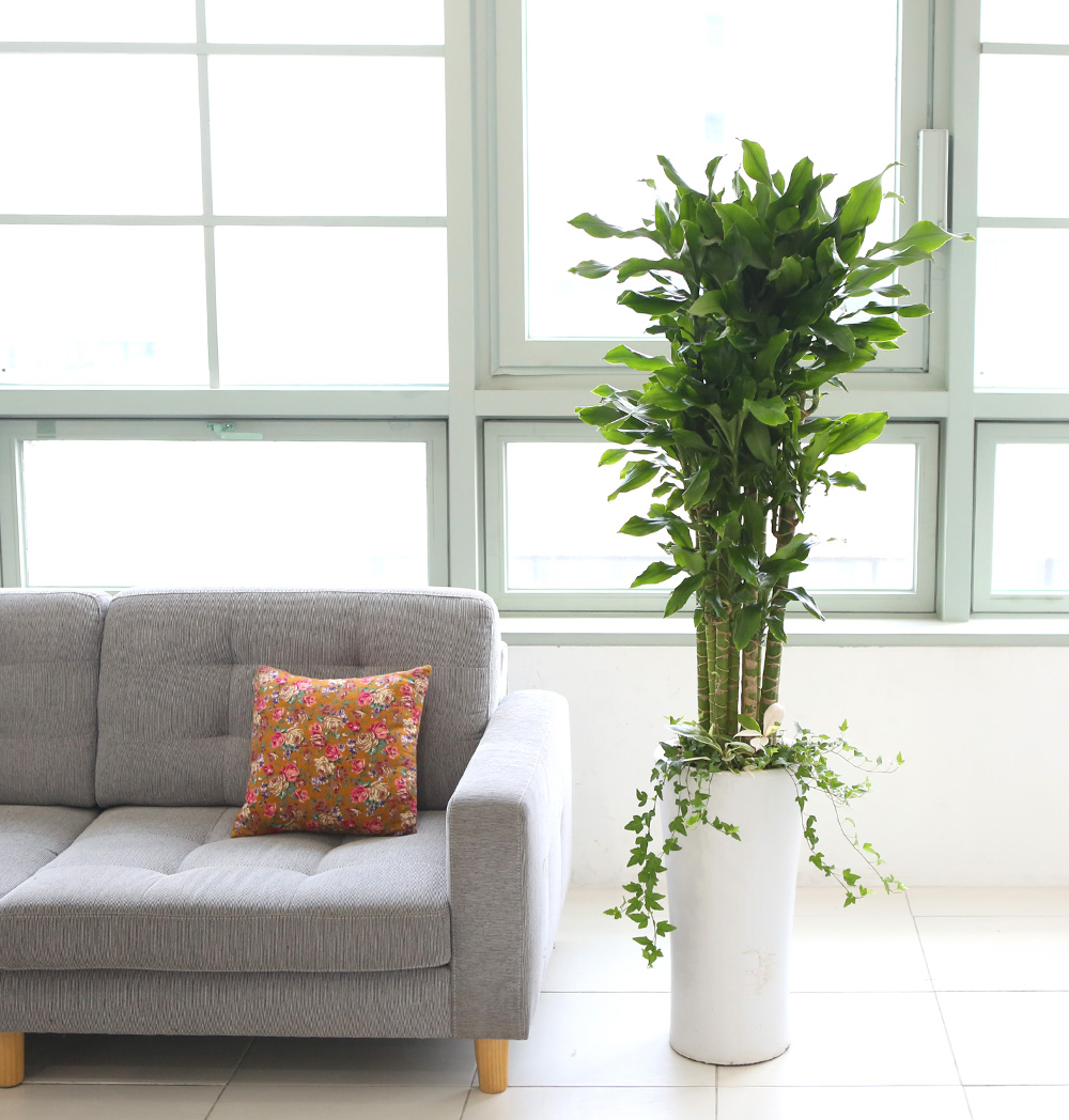 °³¾÷ÃàÇÏ´ëǥȺР - ´ë¹Ú³ª½Ã°í ¼º°øÇϼ¼¿ä ±ÝÀü¿îÀÇ È²±ÝÁ× ²ÉÁý ²É¹è´Þ