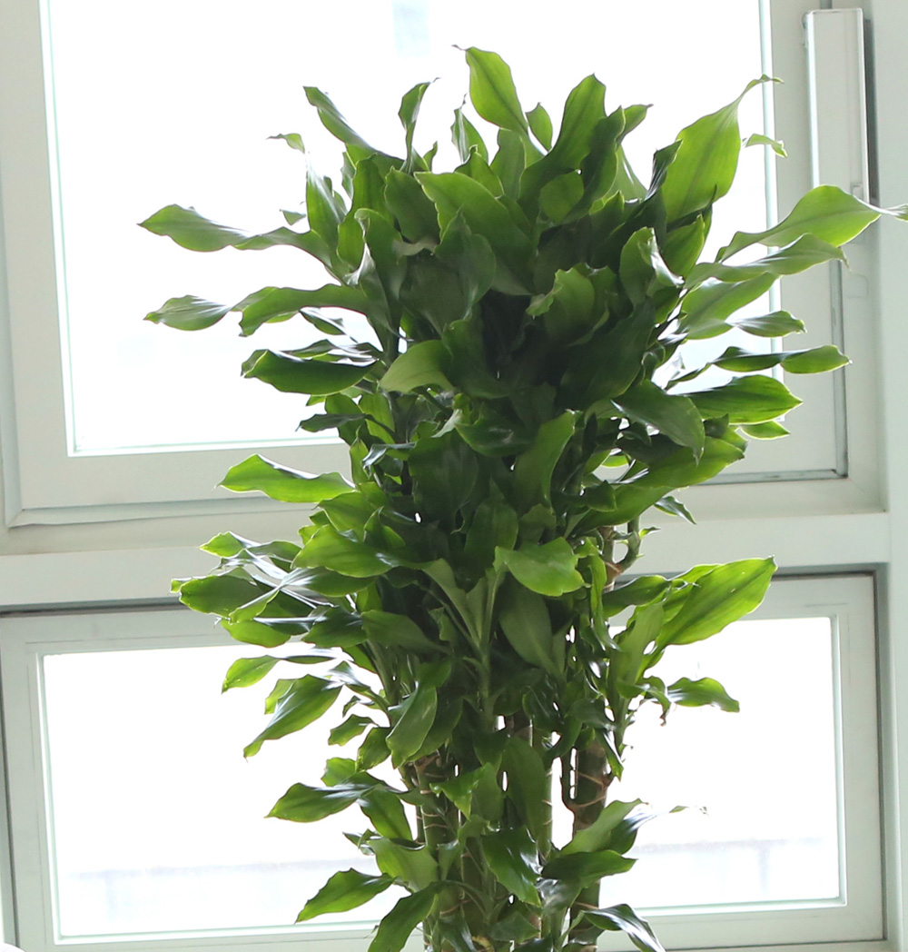 °³¾÷ÃàÇÏ´ëǥȺР - ´ë¹Ú³ª½Ã°í ¼º°øÇϼ¼¿ä ±ÝÀü¿îÀÇ È²±ÝÁ× ²ÉÁý ²É¹è´Þ