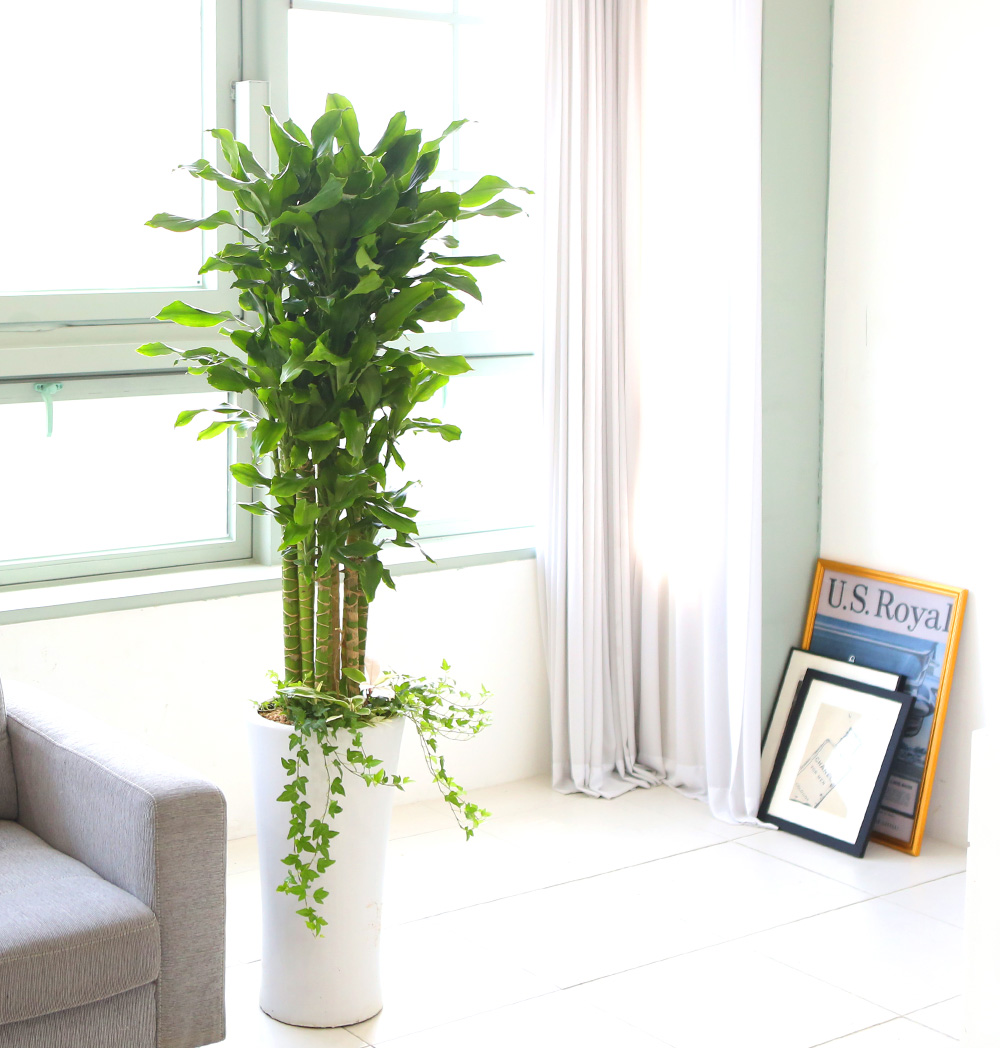 °³¾÷ÃàÇÏ´ëǥȺР - ´ë¹Ú³ª½Ã°í ¼º°øÇϼ¼¿ä ±ÝÀü¿îÀÇ È²±ÝÁ× ²ÉÁý ²É¹è´Þ