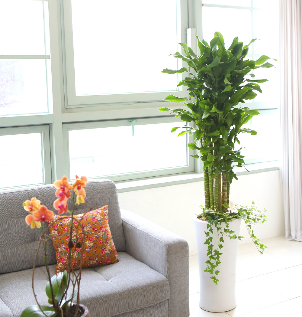 °³¾÷ÃàÇÏ´ëǥȺР - ´ë¹Ú³ª½Ã°í ¼º°øÇϼ¼¿ä ±ÝÀü¿îÀÇ È²±ÝÁ× ²ÉÁý ²É¹è´Þ