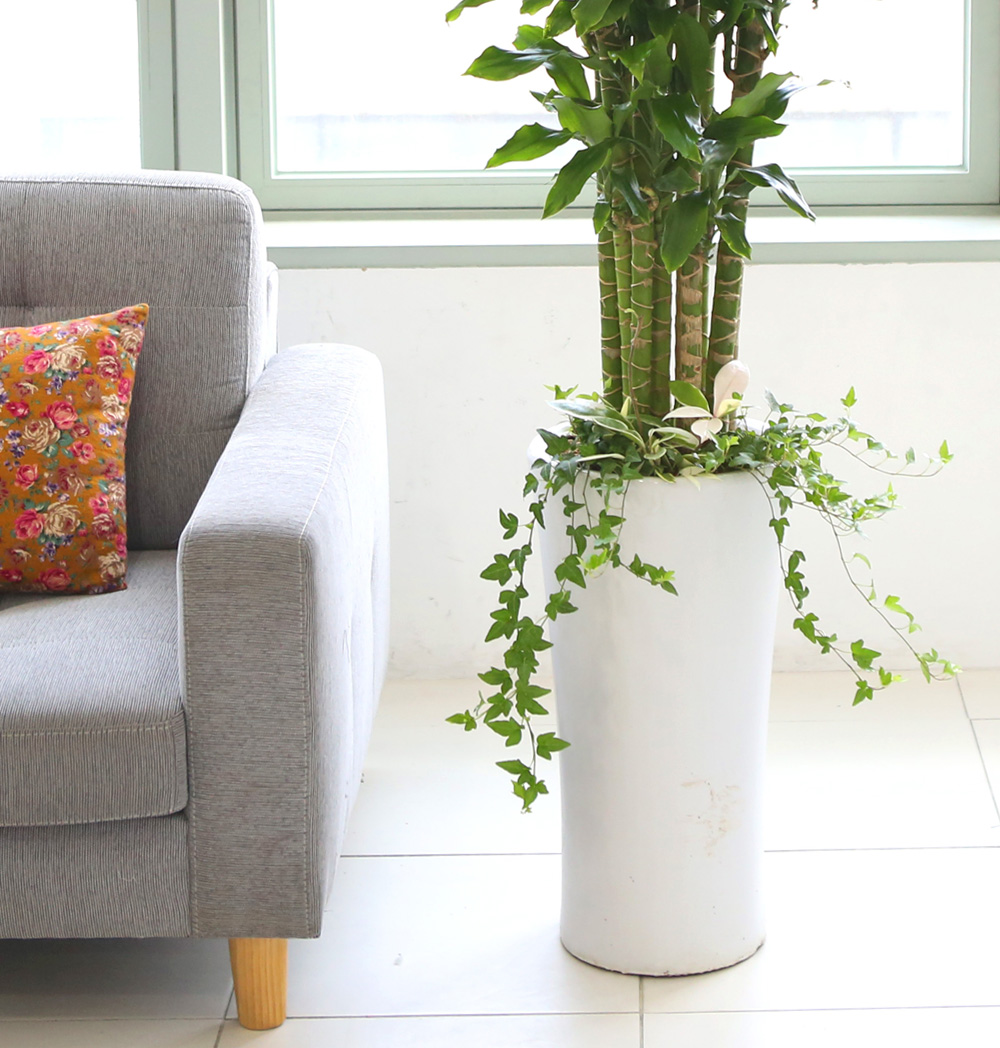 °³¾÷ÃàÇÏ´ëǥȺР - ´ë¹Ú³ª½Ã°í ¼º°øÇϼ¼¿ä ±ÝÀü¿îÀÇ È²±ÝÁ× ²ÉÁý ²É¹è´Þ