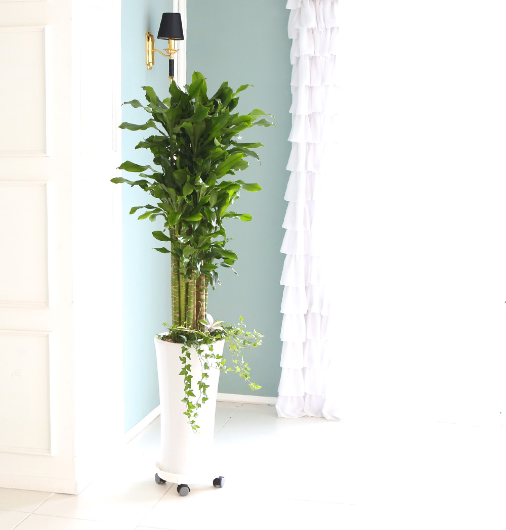 °³¾÷ÃàÇÏ´ëǥȺР - ´ë¹Ú³ª½Ã°í ¼º°øÇϼ¼¿ä ±ÝÀü¿îÀÇ È²±ÝÁ× ²ÉÁý ²É¹è´Þ