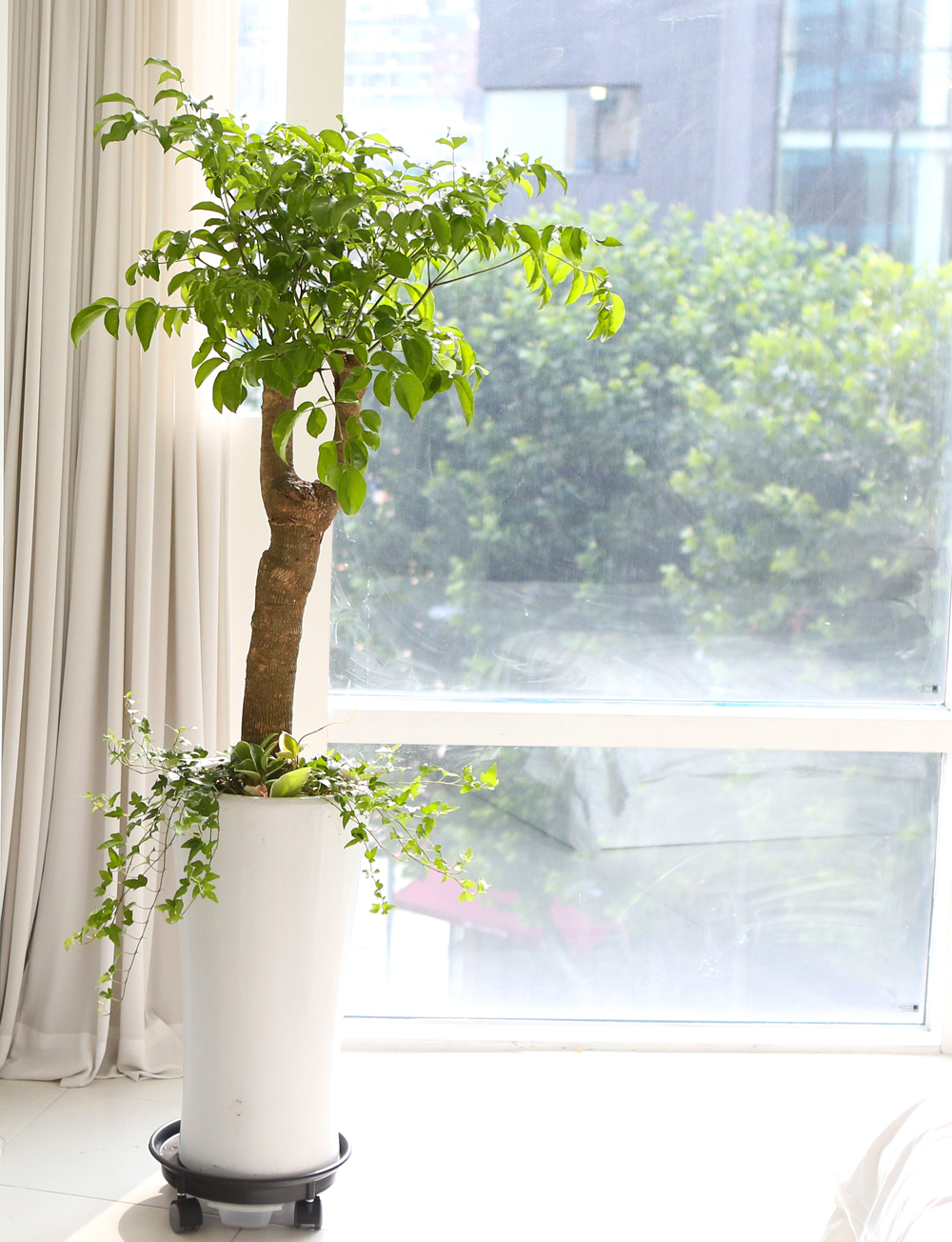 ǥ ȭ ǳȭĹ - ູ 帳ϴ! ູ(ħ)  ɹ