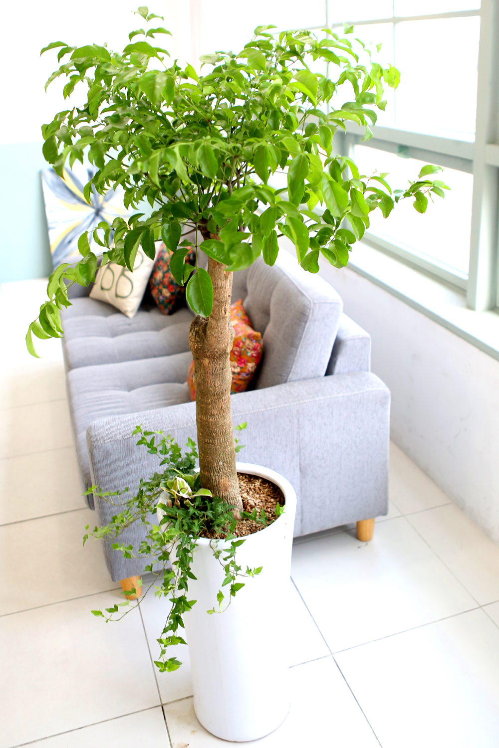 ǥ ȭ ǳȭĹ - ູ 帳ϴ! ູ(ħ)  ɹ