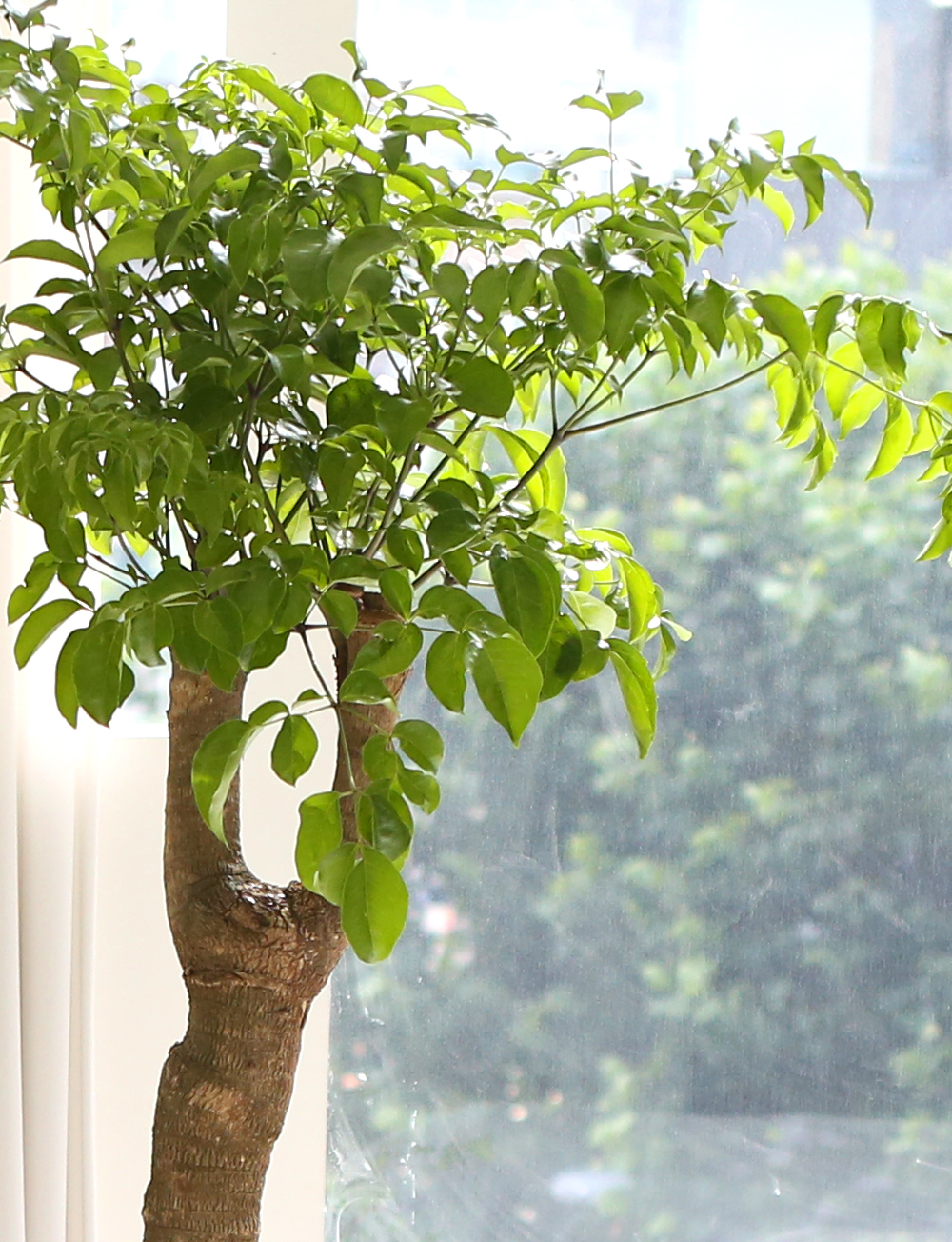 ǥ ȭ ǳȭĹ - ູ 帳ϴ! ູ(ħ)  ɹ