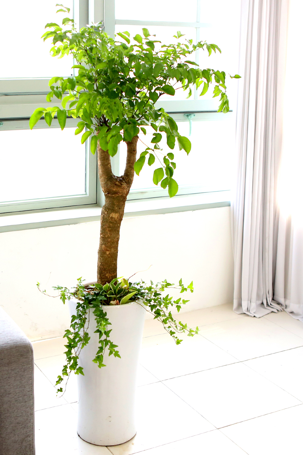 ǥ ȭ ǳȭĹ - ູ 帳ϴ! ູ(ħ)  ɹ