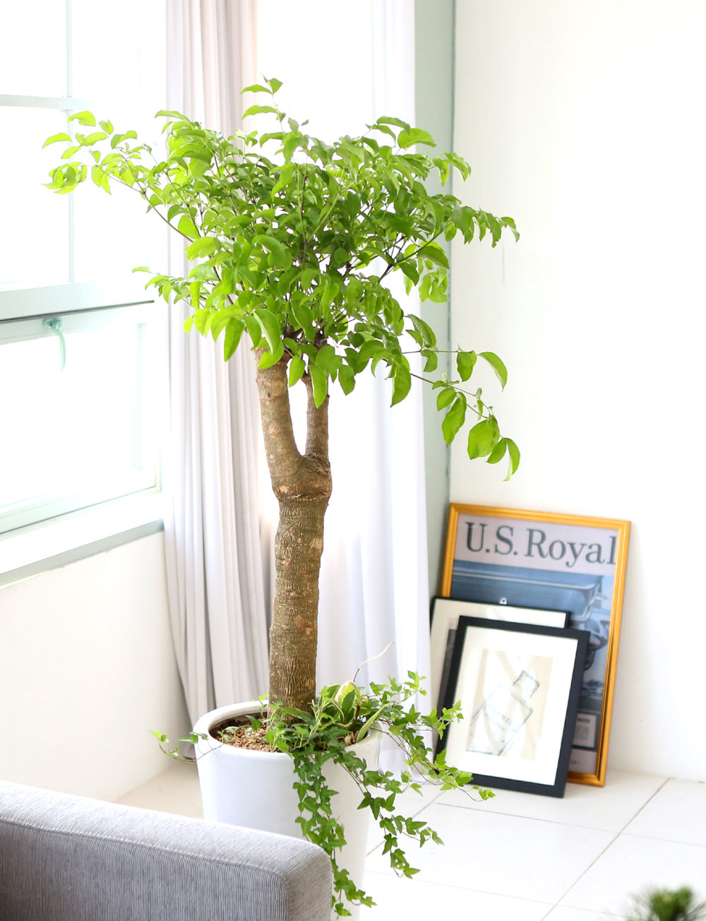 ǥ ȭ ǳȭĹ - ູ 帳ϴ! ູ(ħ)  ɹ