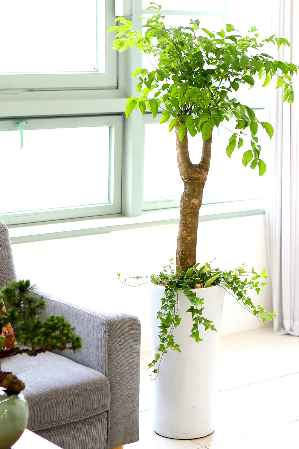 ǥ ȭ ǳȭĹ - ູ 帳ϴ! ູ(ħ)  ɹ