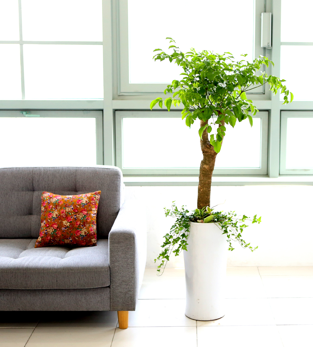 ǥ ȭ ǳȭĹ - ູ 帳ϴ! ູ(ħ)  ɹ