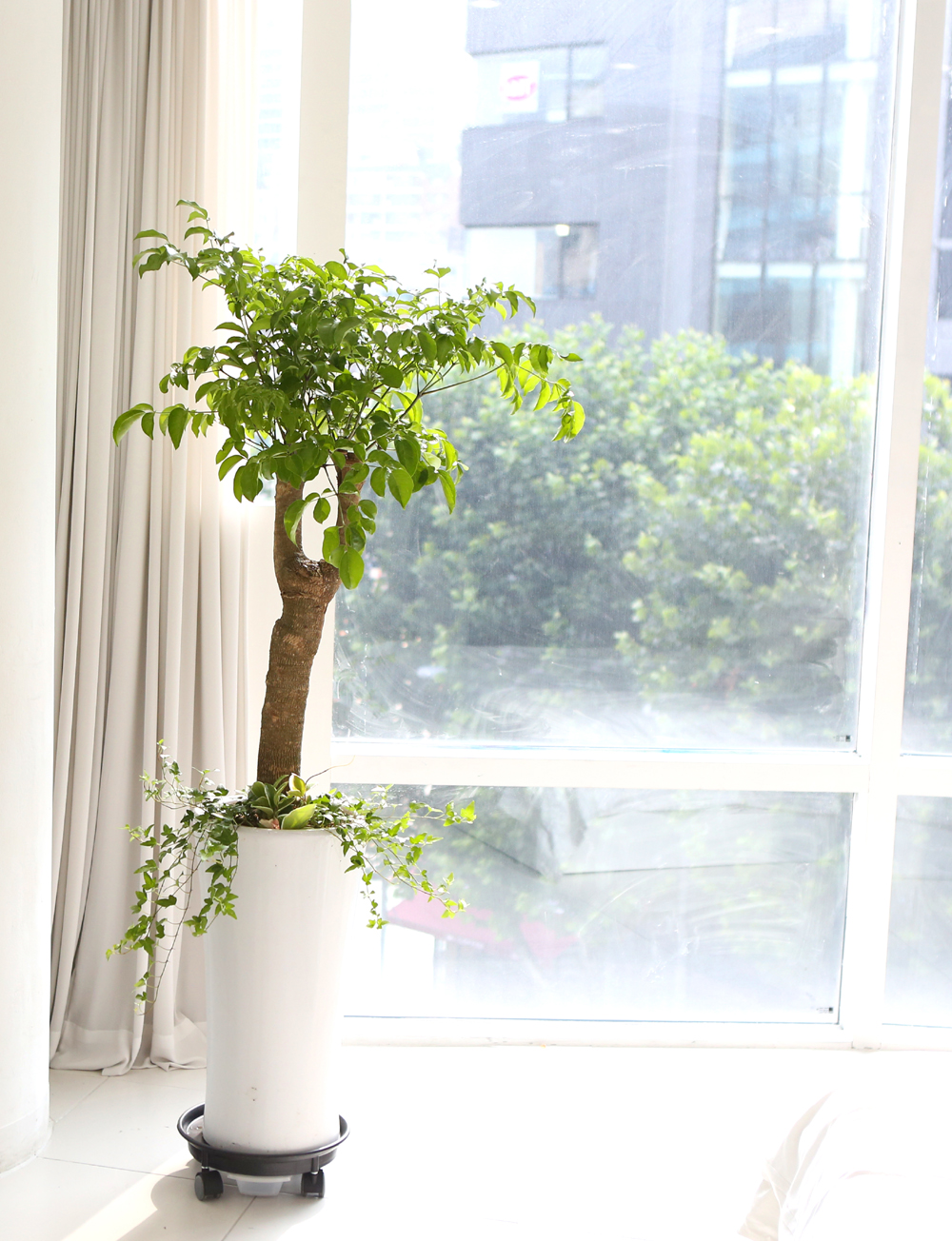 ǥ ȭ ǳȭĹ - ູ 帳ϴ! ູ(ħ)  ɹ