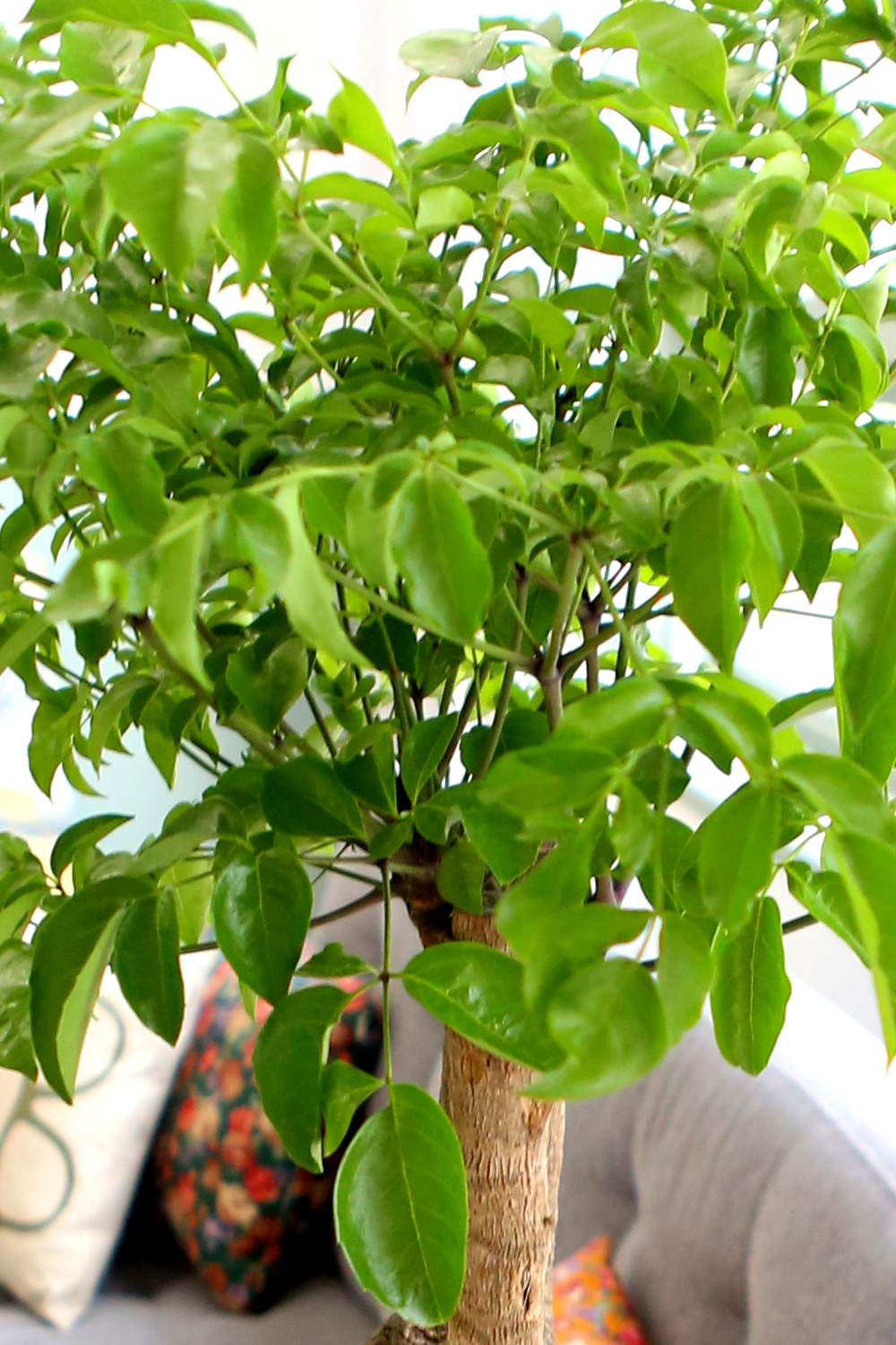 ǥ ȭ ǳȭĹ - ູ 帳ϴ! ູ(ħ)  ɹ