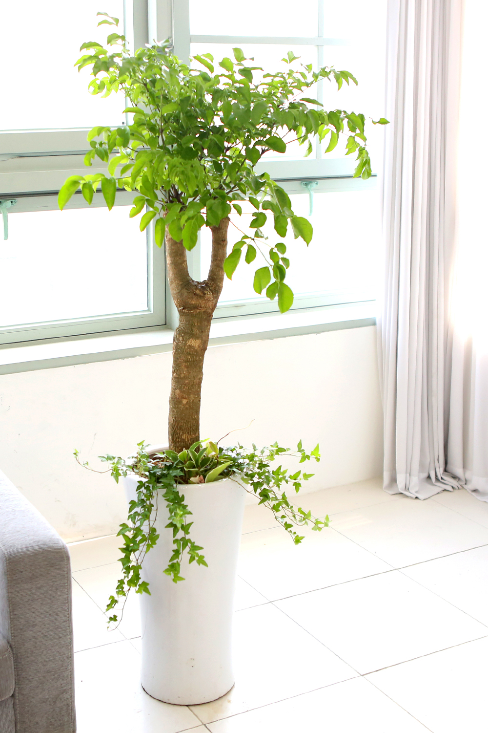 ǥ ȭ ǳȭĹ - ູ 帳ϴ! ູ(ħ)  ɹ