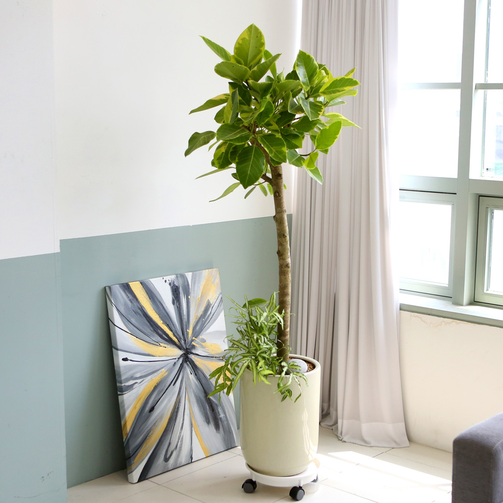 °³¾÷ÃàÇÏ´ëǥȺР- ¿¬µÎºû ÀÙÀÌ ¸ÅȤÀûÀÎ ¹ð°¥°í¹«³ª¹«