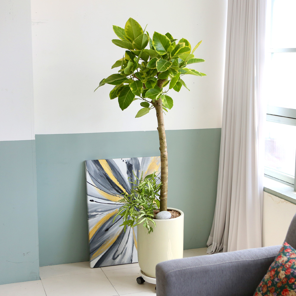 °³¾÷ÃàÇÏ´ëǥȺР- ¿¬µÎºû ÀÙÀÌ ¸ÅȤÀûÀÎ ¹ð°¥°í¹«³ª¹«