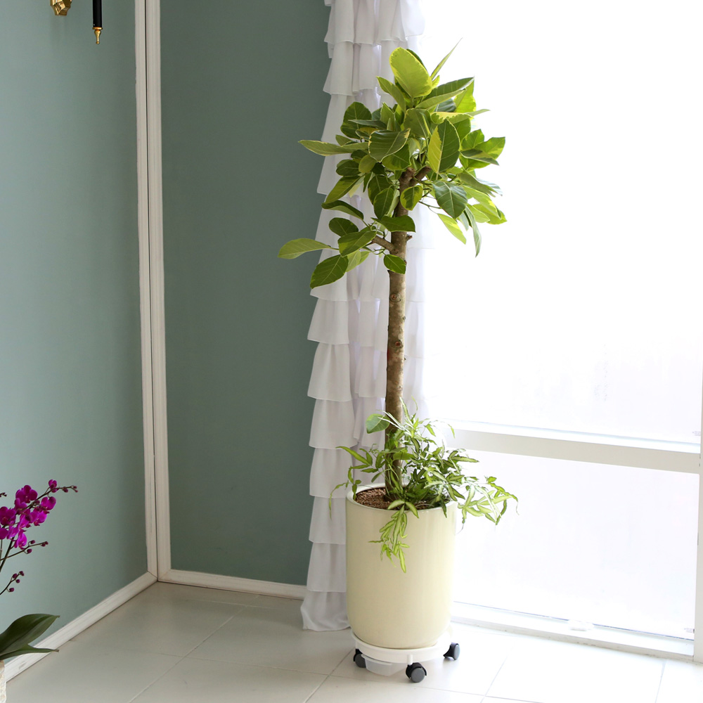 °³¾÷ÃàÇÏ´ëǥȺР- ¿¬µÎºû ÀÙÀÌ ¸ÅȤÀûÀÎ ¹ð°¥°í¹«³ª¹«