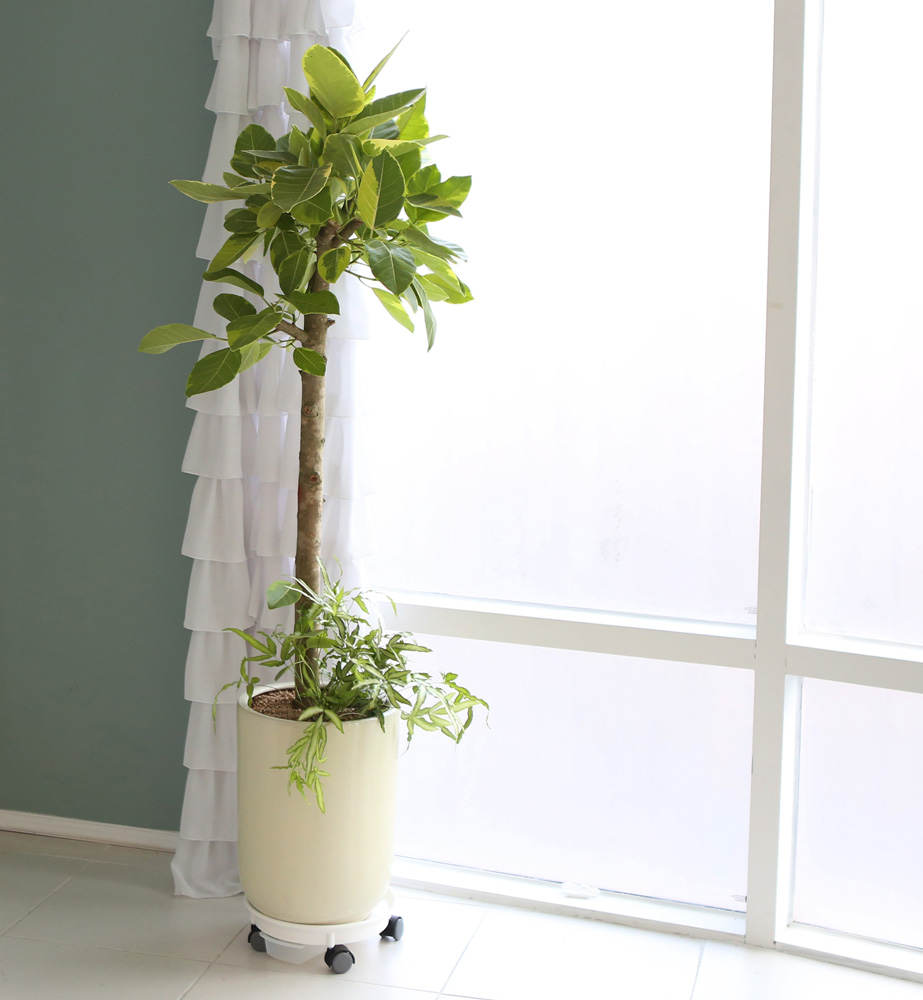 °³¾÷ÃàÇÏ´ëǥȺР- ¿¬µÎºû ÀÙÀÌ ¸ÅȤÀûÀÎ ¹ð°¥°í¹«³ª¹«