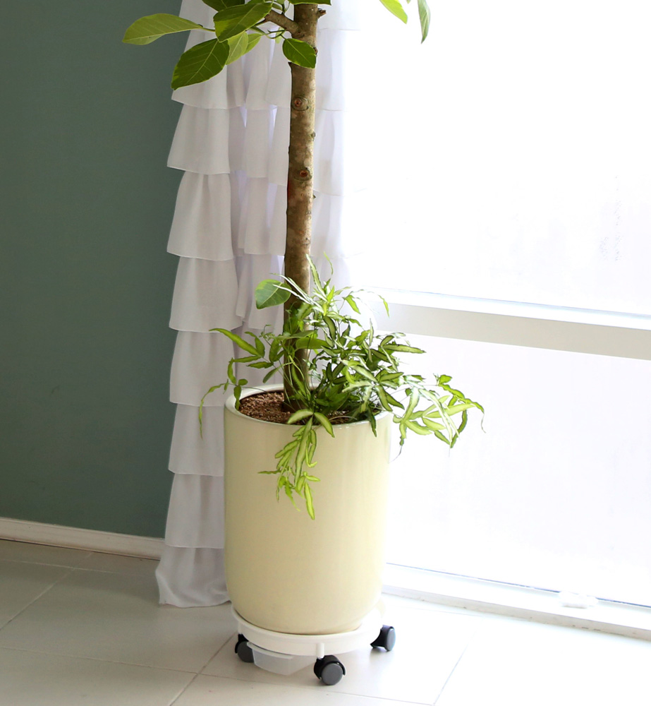 °³¾÷ÃàÇÏ´ëǥȺР- ¿¬µÎºû ÀÙÀÌ ¸ÅȤÀûÀÎ ¹ð°¥°í¹«³ª¹«