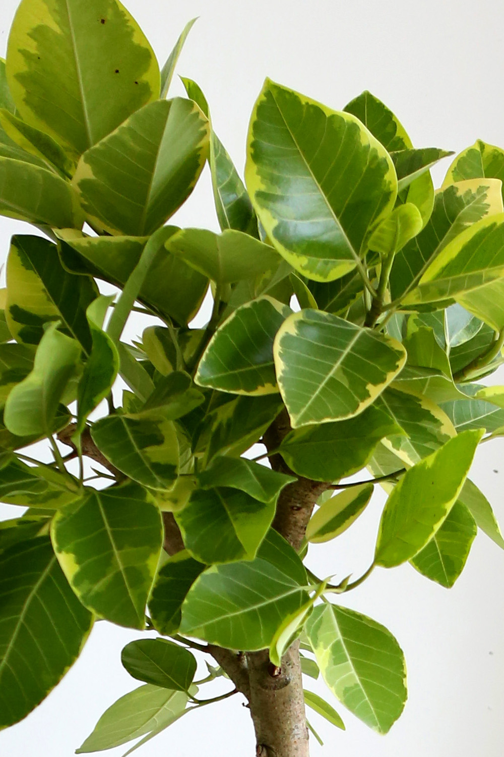 °³¾÷ÃàÇÏ´ëǥȺР- ¿¬µÎºû ÀÙÀÌ ¸ÅȤÀûÀÎ ¹ð°¥°í¹«³ª¹«