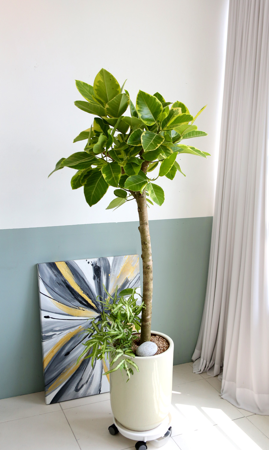 °³¾÷ÃàÇÏ´ëǥȺР- ¿¬µÎºû ÀÙÀÌ ¸ÅȤÀûÀÎ ¹ð°¥°í¹«³ª¹«