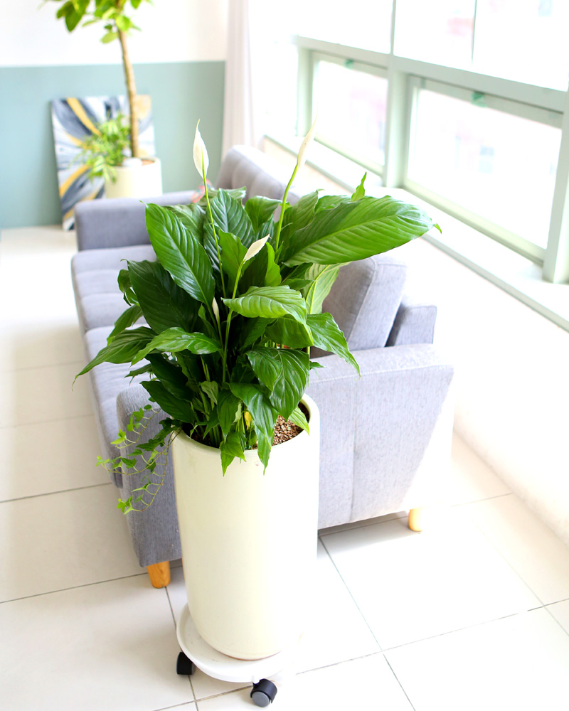 鿪 淯ִ -  Ű ̱׷ Ƽʷ  ɹ