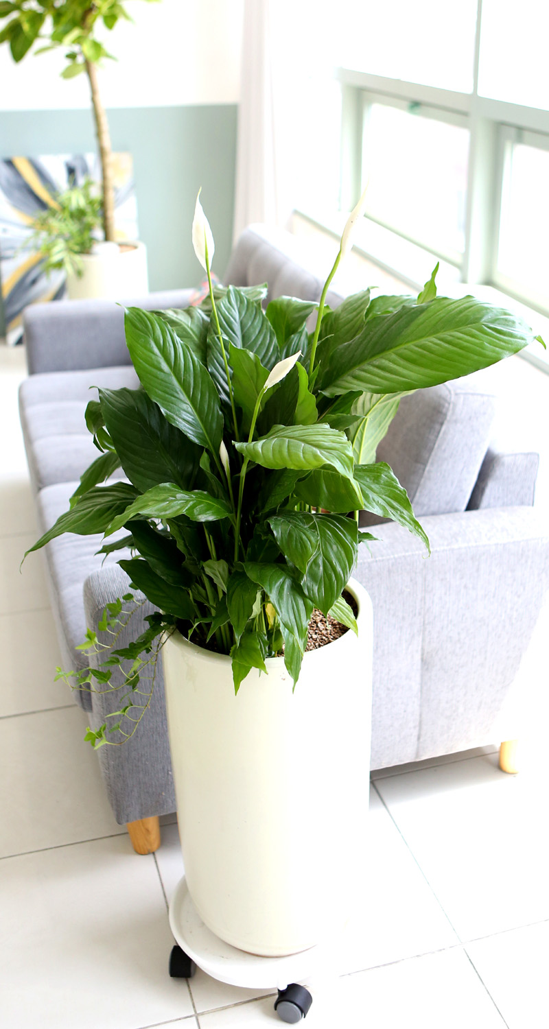 鿪 淯ִ -  Ű ̱׷ Ƽʷ  ɹ