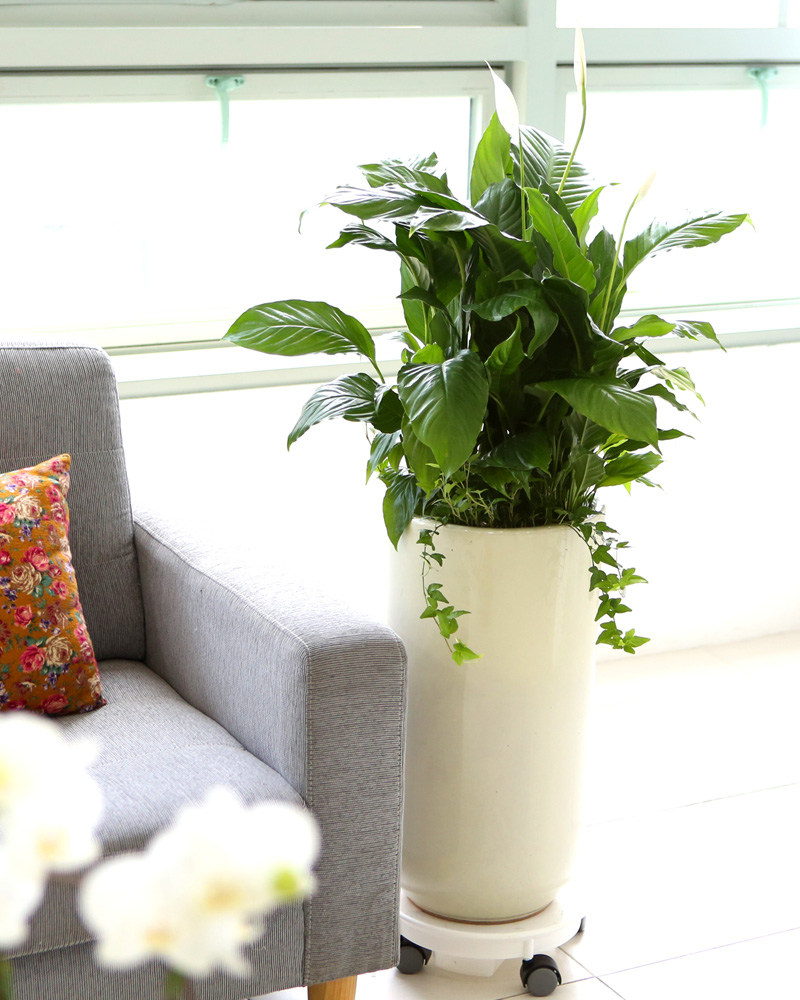 鿪 淯ִ -  Ű ̱׷ Ƽʷ  ɹ