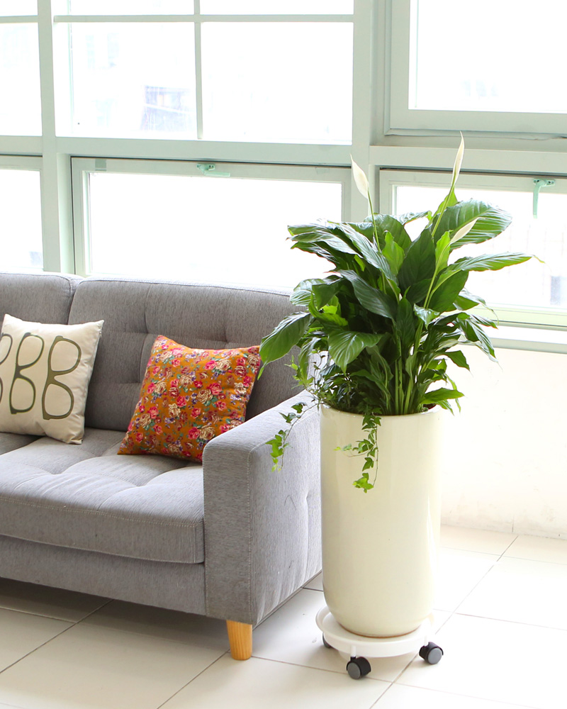 鿪 淯ִ -  Ű ̱׷ Ƽʷ  ɹ