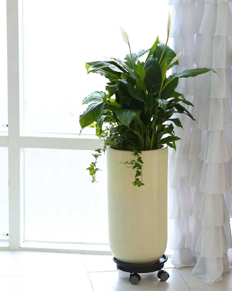 鿪 淯ִ -  Ű ̱׷ Ƽʷ  ɹ