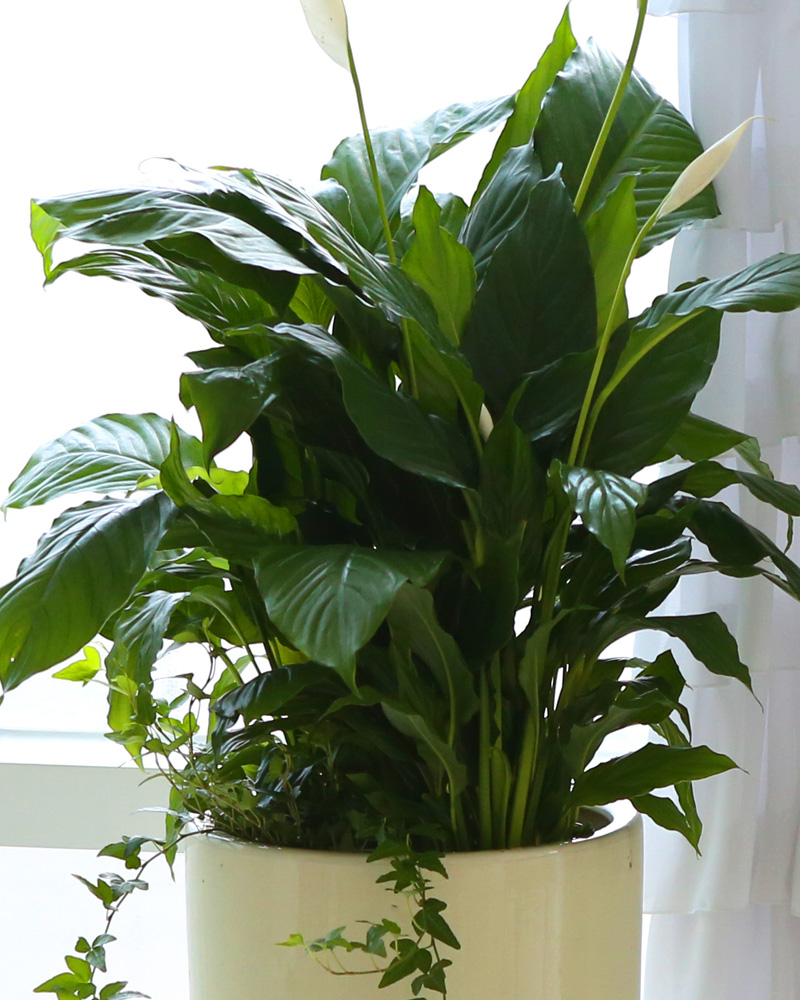 鿪 淯ִ -  Ű ̱׷ Ƽʷ  ɹ