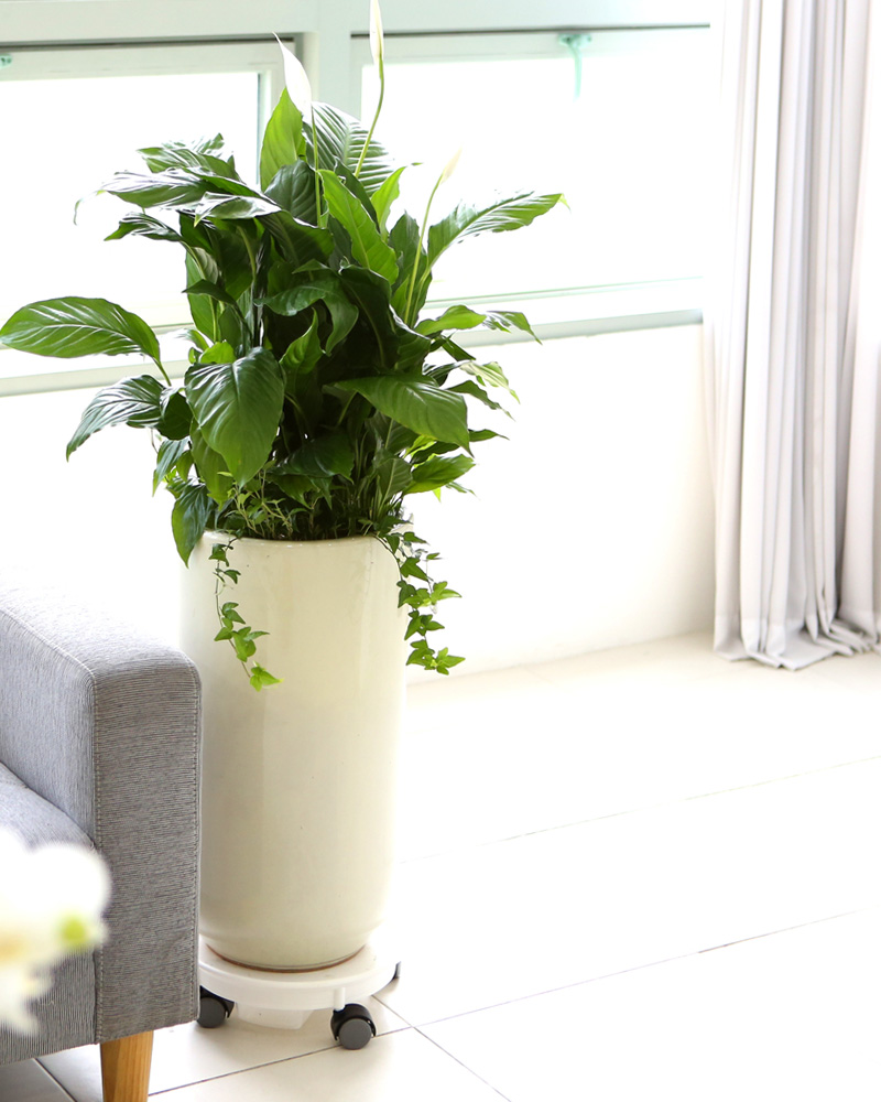 鿪 淯ִ -  Ű ̱׷ Ƽʷ  ɹ