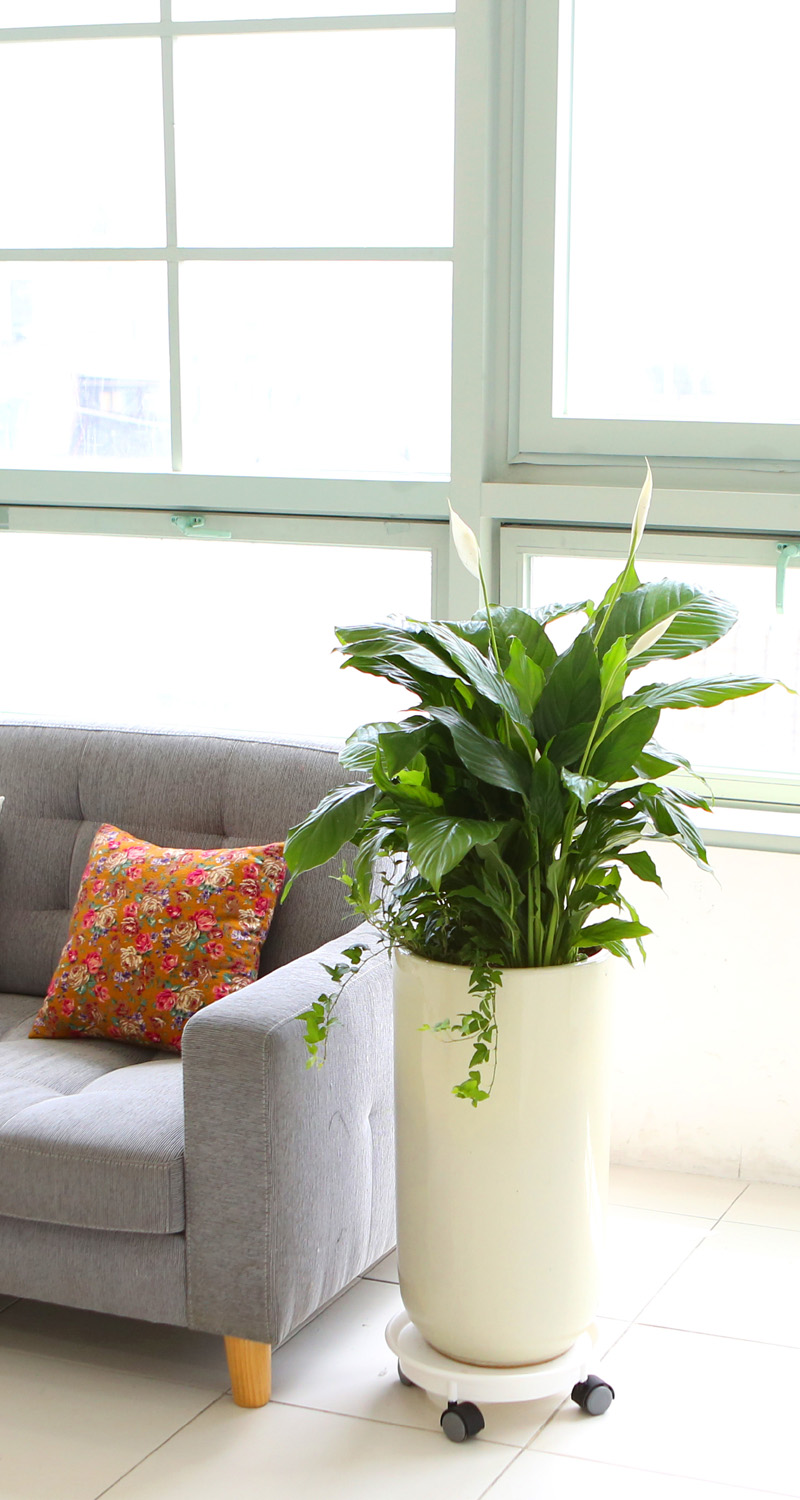 鿪 淯ִ -  Ű ̱׷ Ƽʷ  ɹ