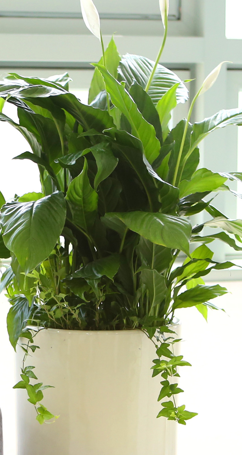 鿪 淯ִ -  Ű ̱׷ Ƽʷ  ɹ