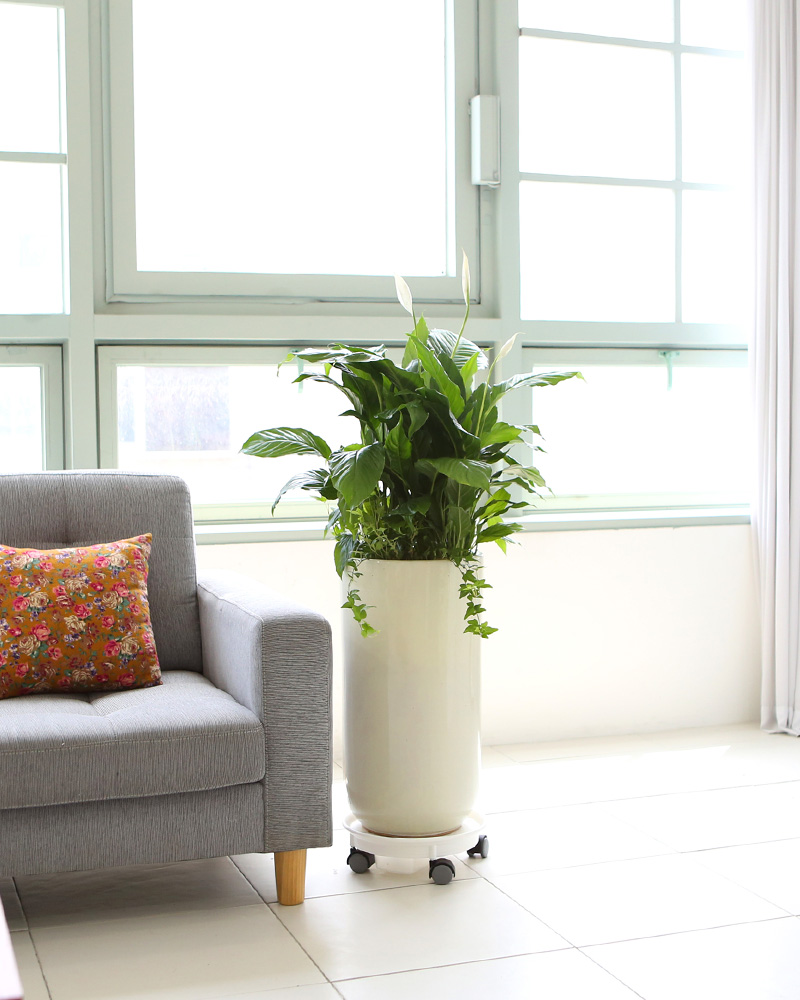 鿪 淯ִ -  Ű ̱׷ Ƽʷ  ɹ