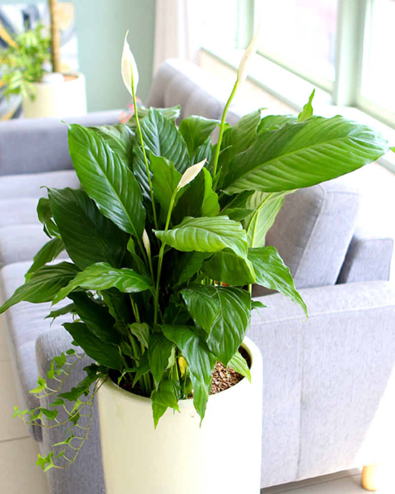 鿪 淯ִ -  Ű ̱׷ Ƽʷ  ɹ