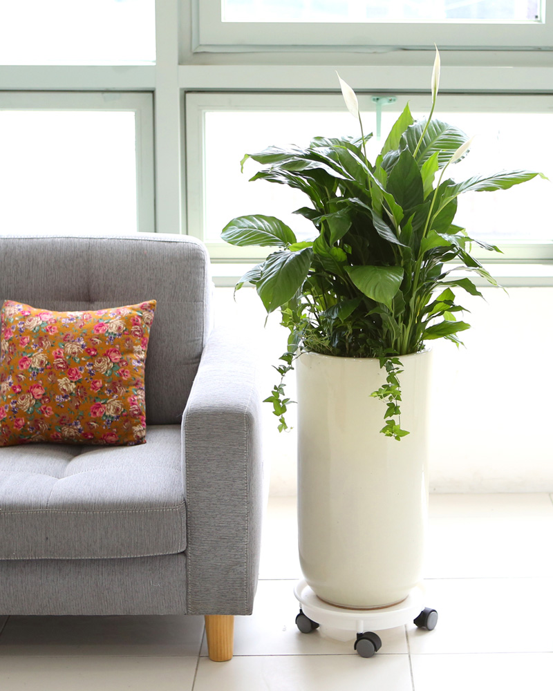 鿪 淯ִ -  Ű ̱׷ Ƽʷ  ɹ