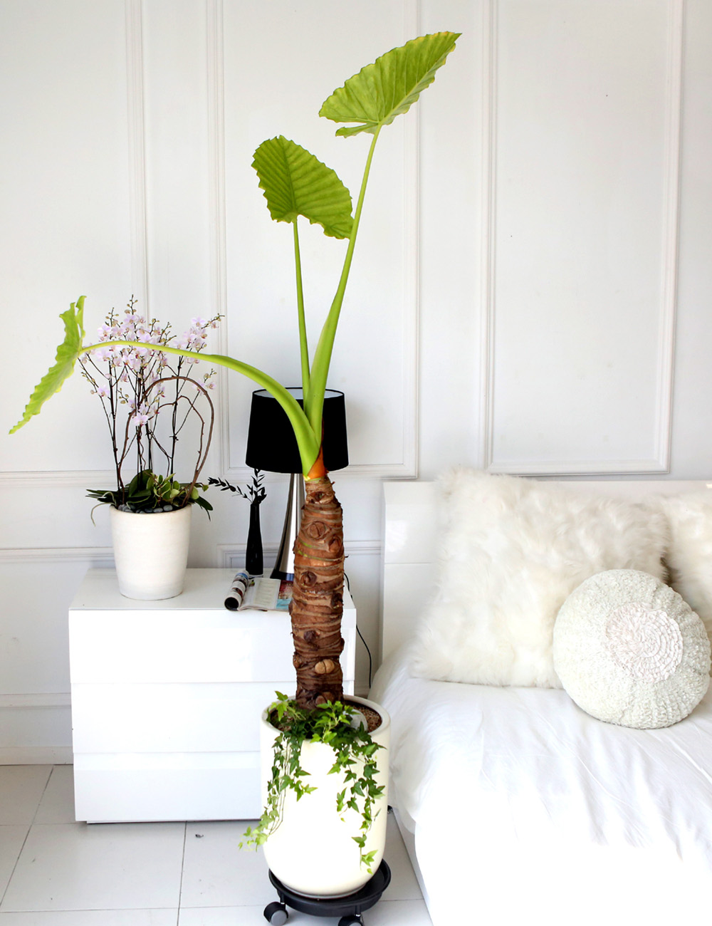 ǥ ȭ ȭĹ -   ŷ ˷īþ