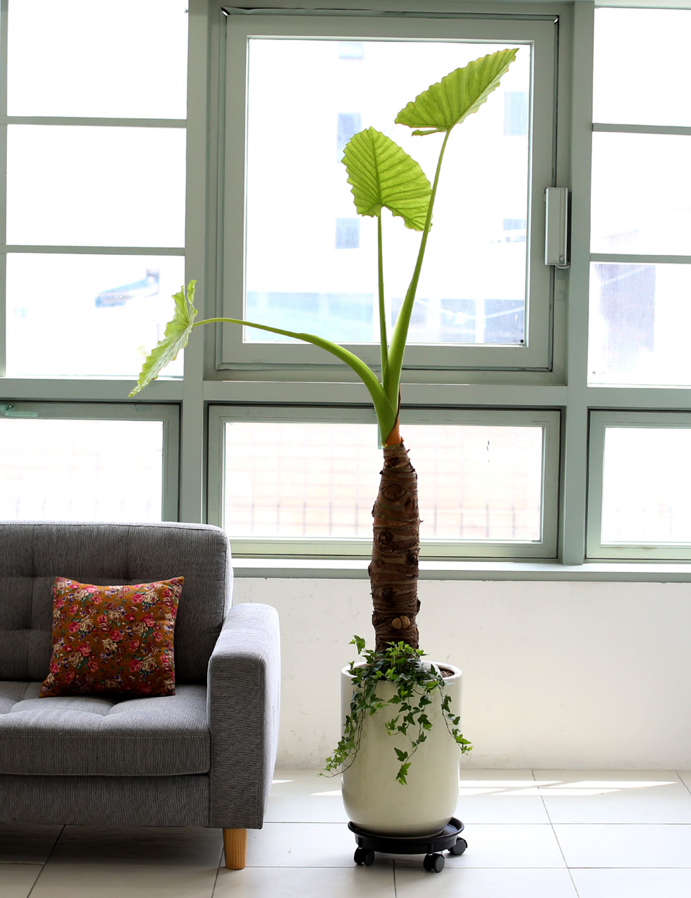 ǥ ȭ ȭĹ -   ŷ ˷īþ