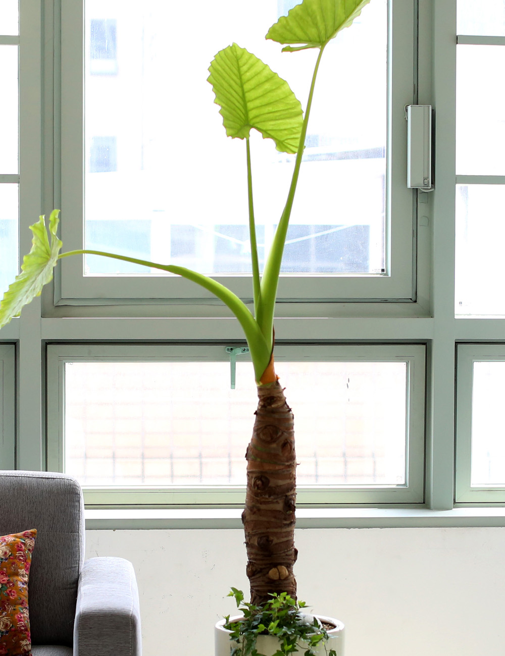 ǥ ȭ ȭĹ -   ŷ ˷īþ