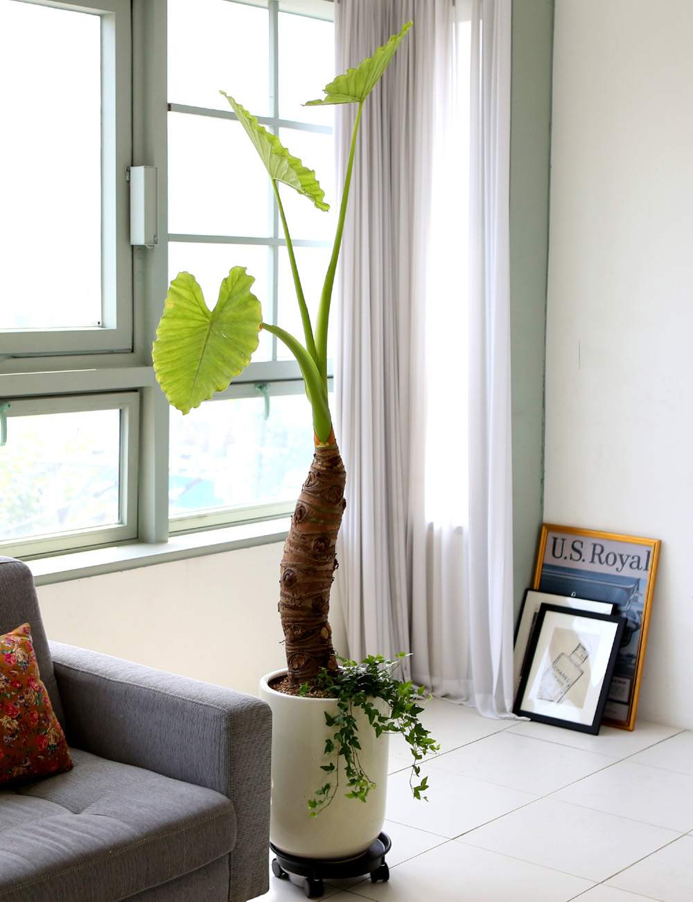 ǥ ȭ ȭĹ -   ŷ ˷īþ