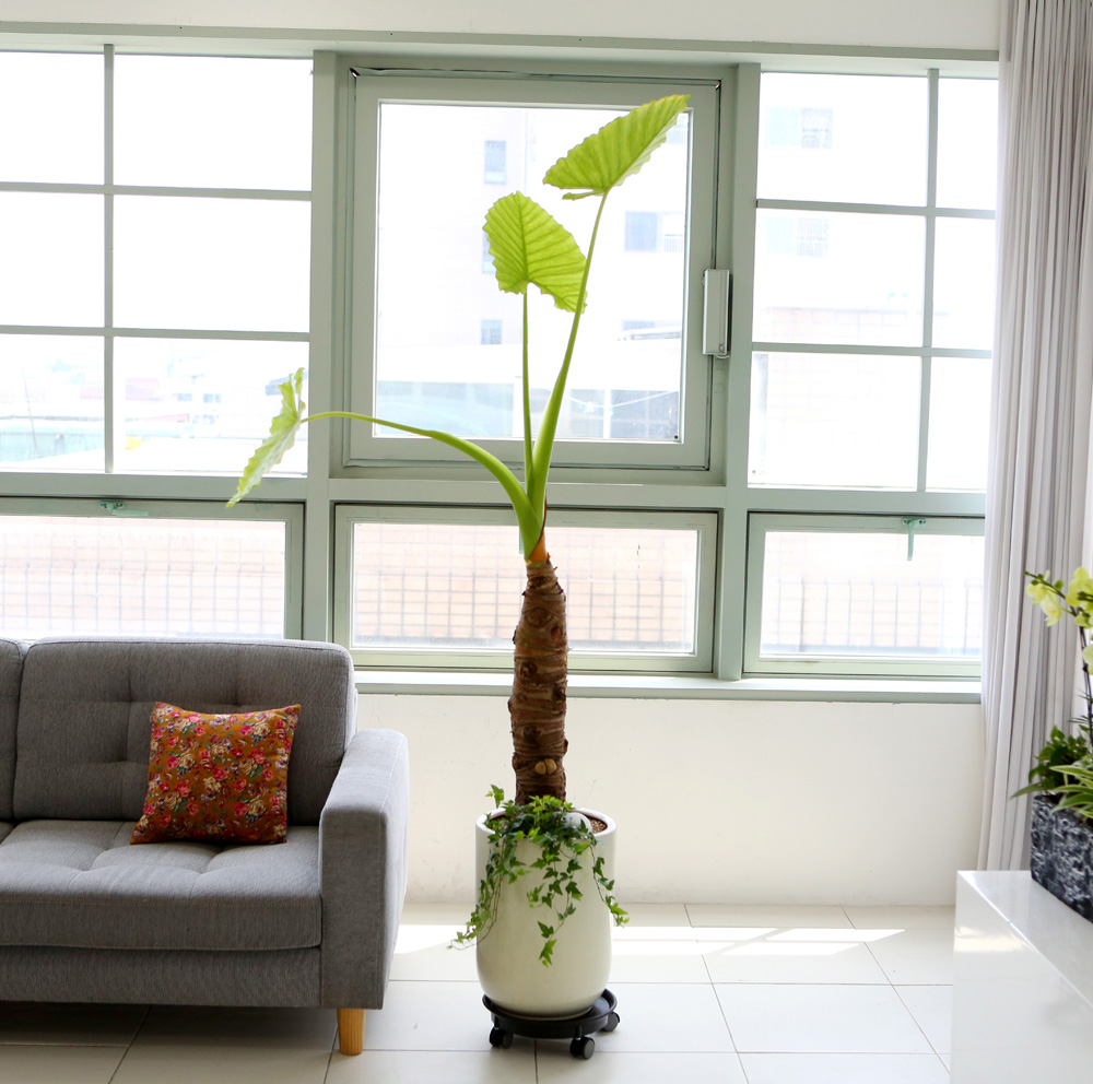 ǥ ȭ ȭĹ -   ŷ ˷īþ