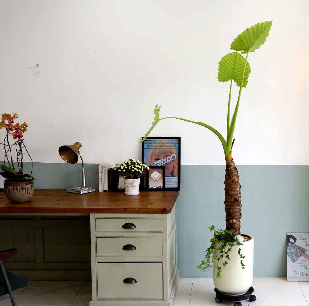 ǥ ȭ ȭĹ -   ŷ ˷īþ