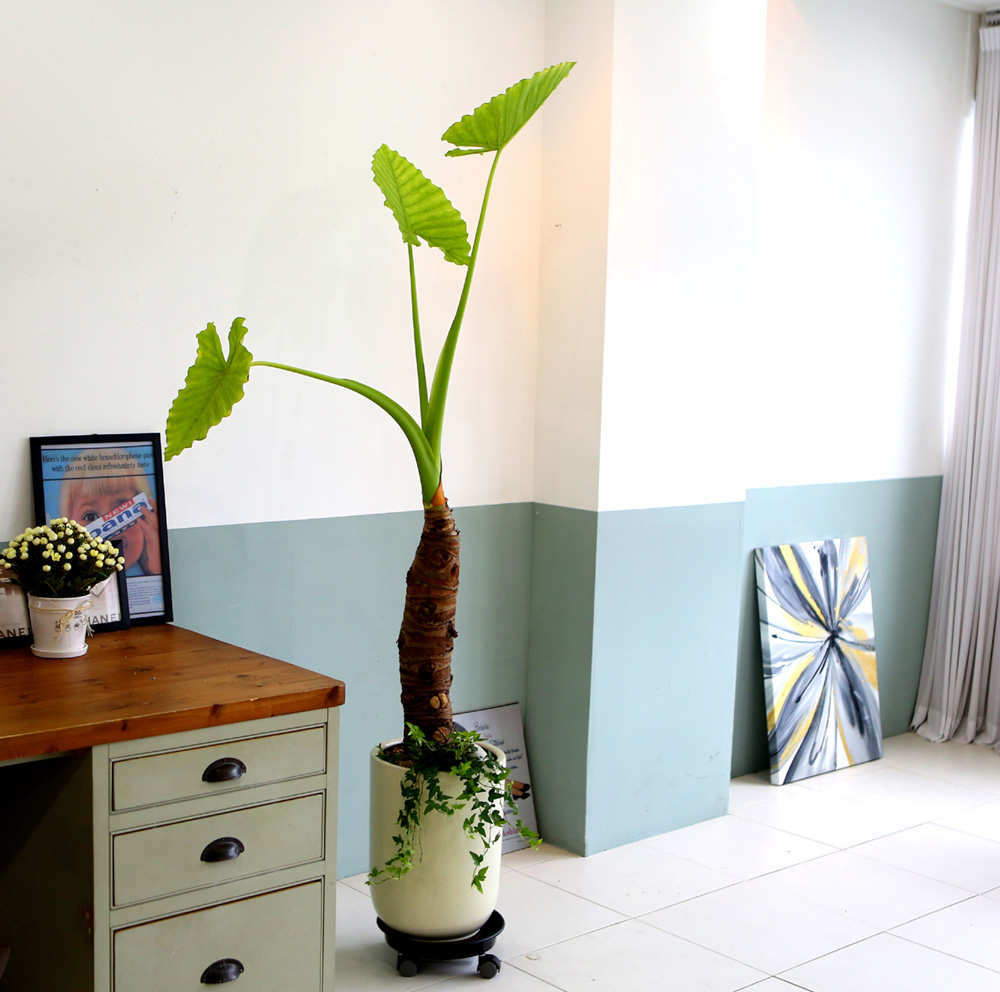 ǥ ȭ ȭĹ -   ŷ ˷īþ