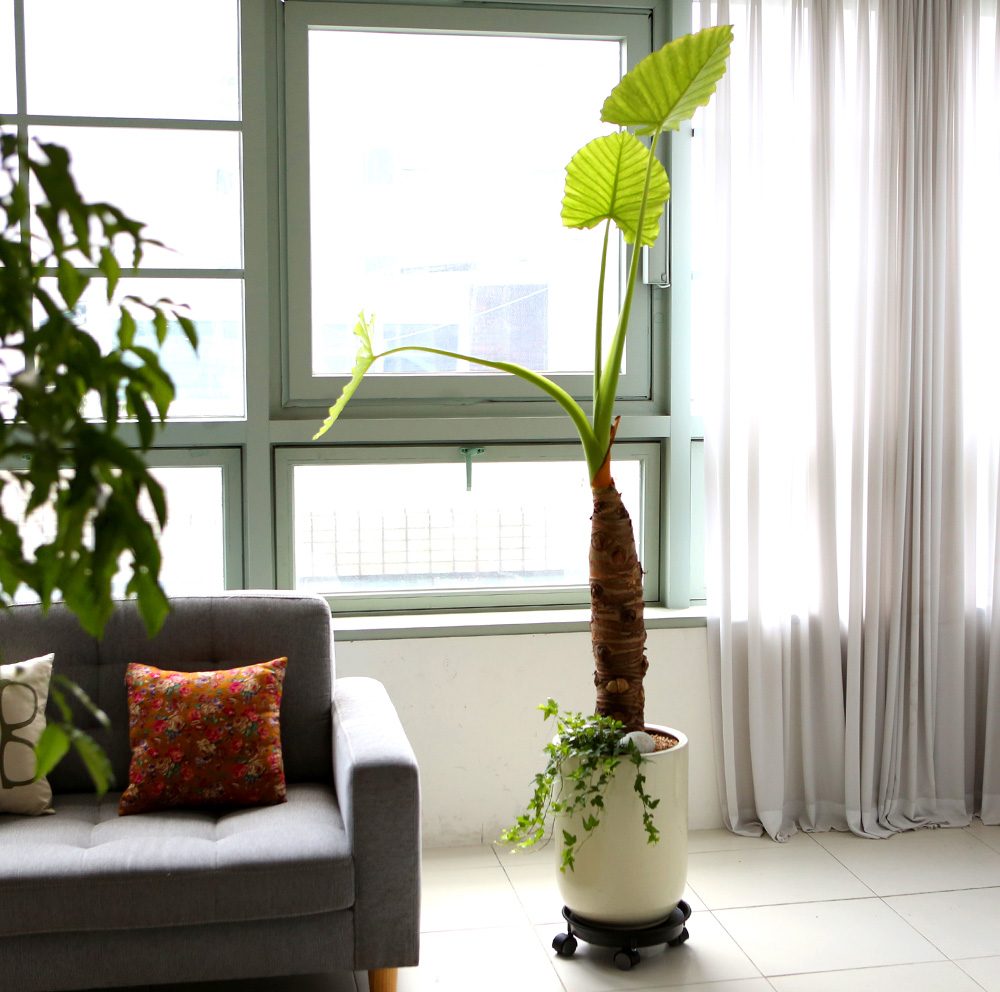 ǥ ȭ ȭĹ -   ŷ ˷īþ