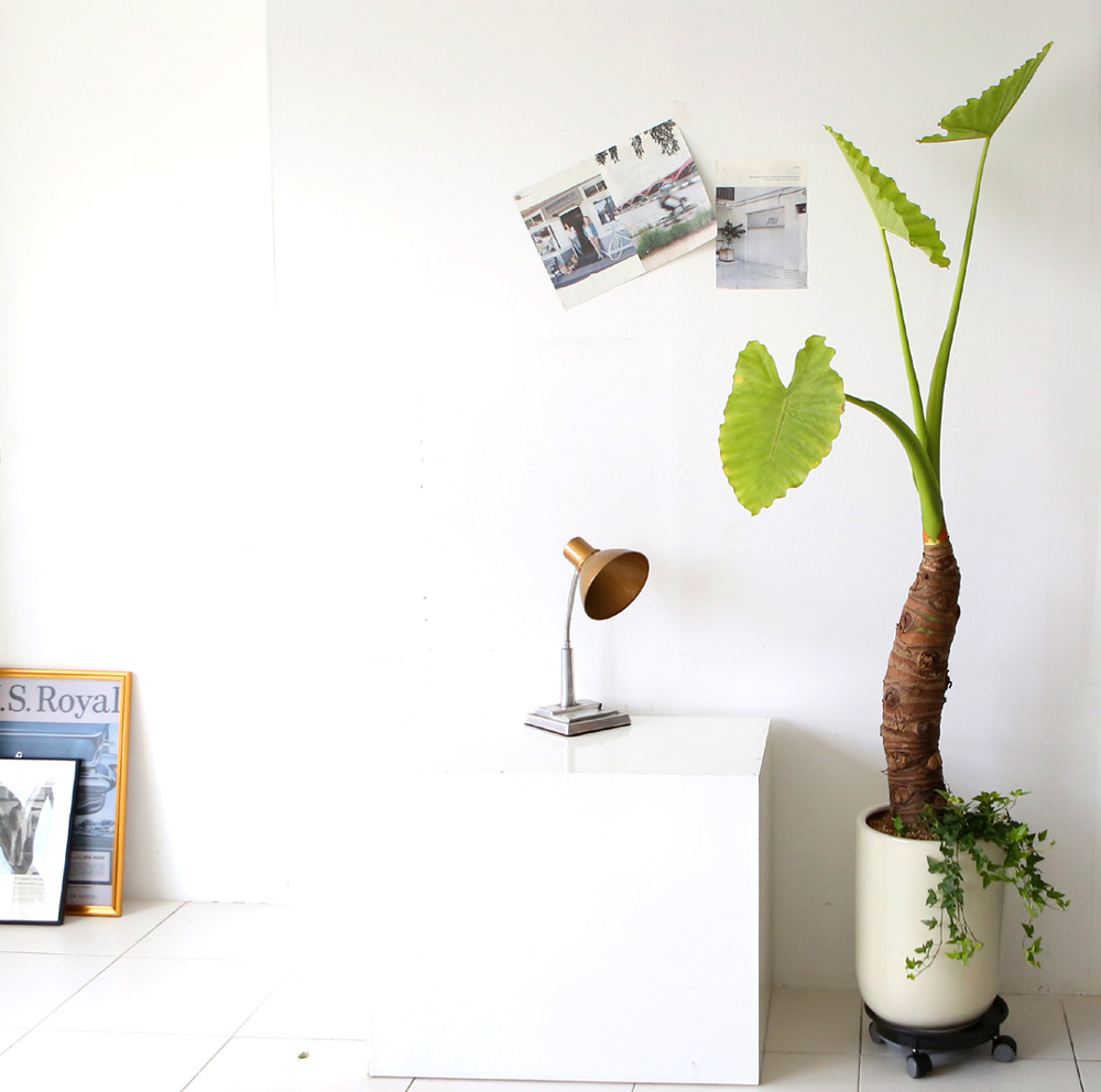 ǥ ȭ ȭĹ -   ŷ ˷īþ