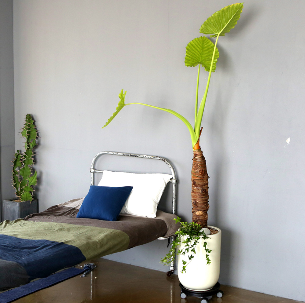 ǥ ȭ ȭĹ -   ŷ ˷īþ