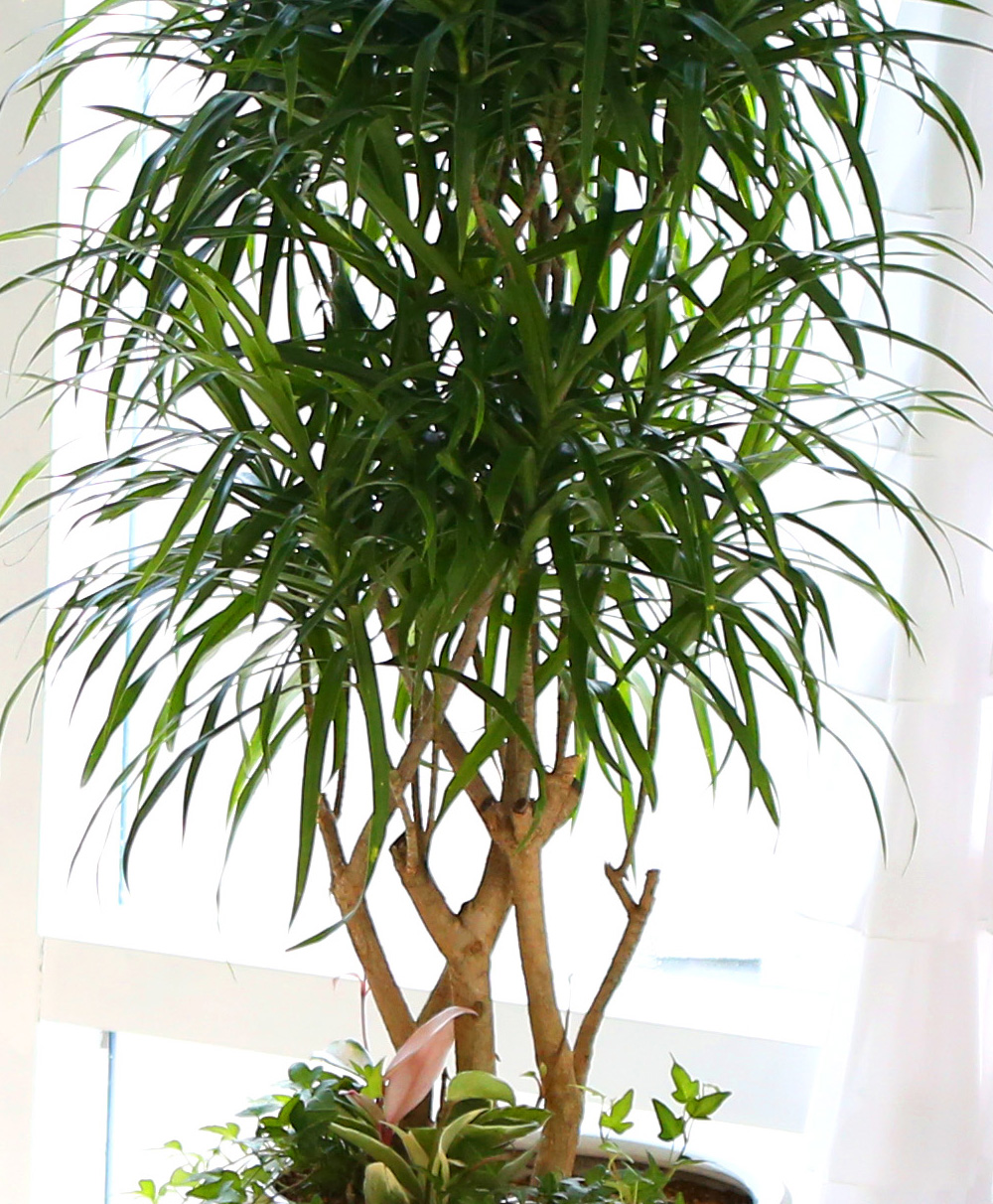 ��ǥ���� ��������ȭ�� �ǳ�������ȭ�Ĺ� - �����̱�� ���� ǳ���� �ڹ� ���� �ɹ��