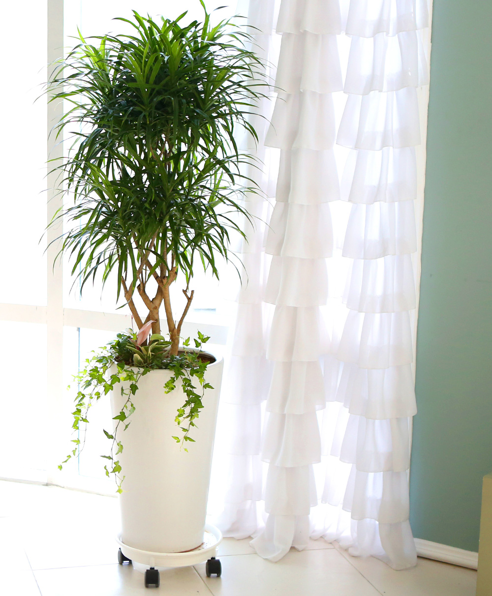 ��ǥ���� ��������ȭ�� �ǳ�������ȭ�Ĺ� - �����̱�� ���� ǳ���� �ڹ� ���� �ɹ��