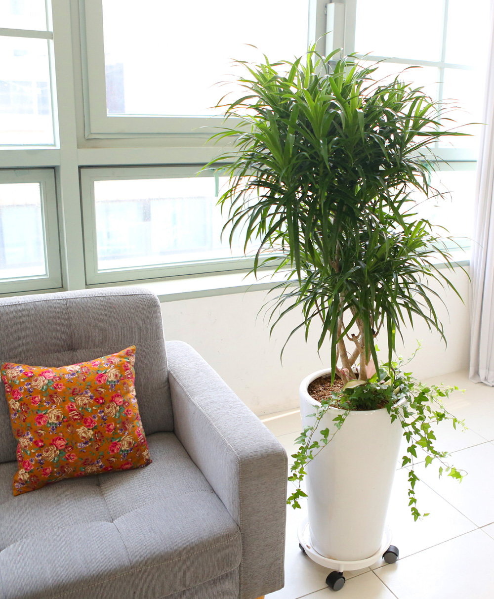 ��ǥ���� ��������ȭ�� �ǳ�������ȭ�Ĺ� - �����̱�� ���� ǳ���� �ڹ� ���� �ɹ��